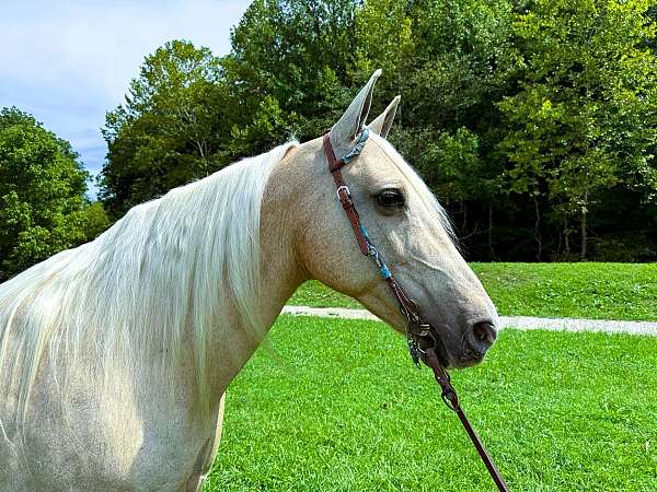 trail-missouri-fox-trotter-horse