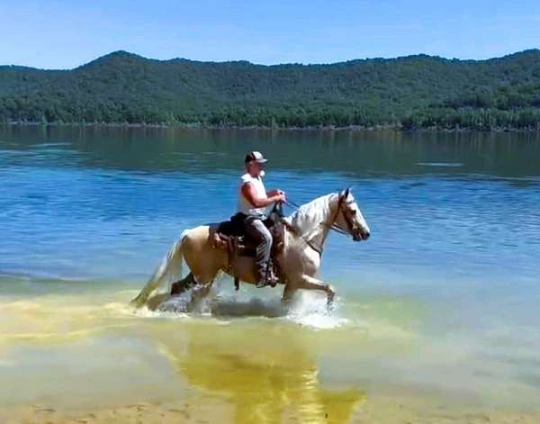 husband-safe-missouri-fox-trotter-horse