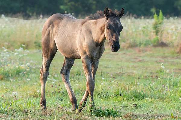 quarter-horse-colt