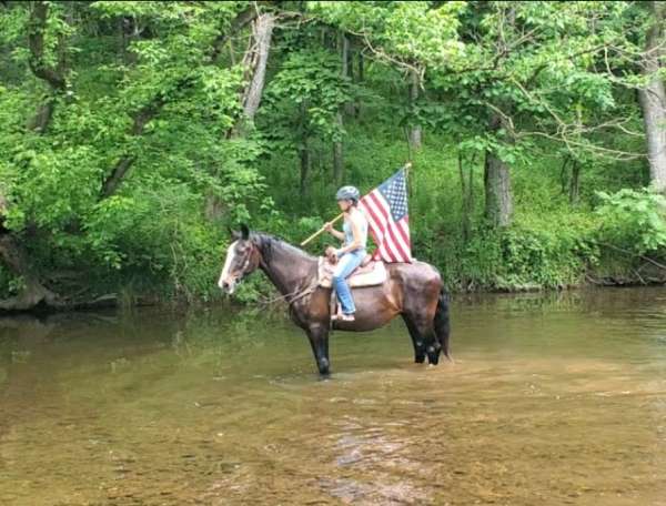 bay-see-pics-horse