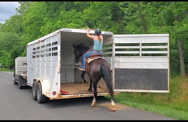 flashy-draft-horse