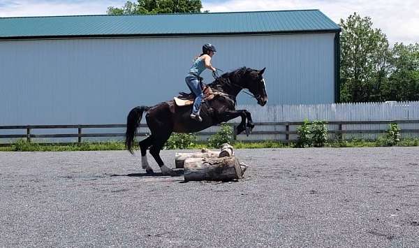 family-draft-horse