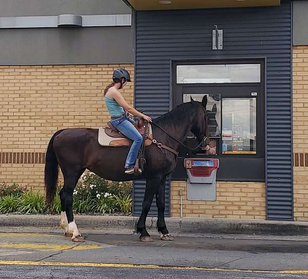 all-around-draft-horse