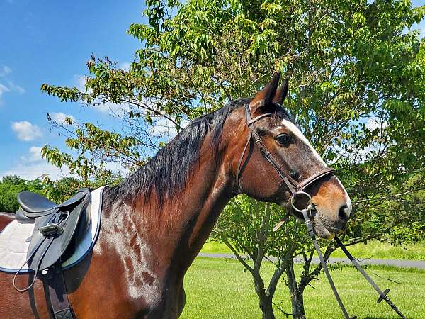 athletic-draft-horse