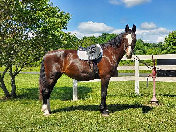 beginner-draft-horse