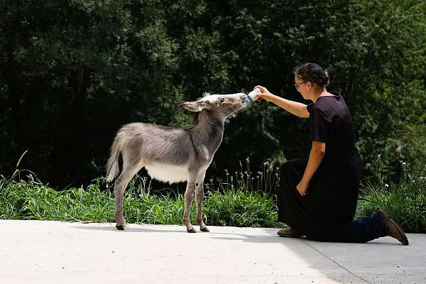 grey-school-donkey