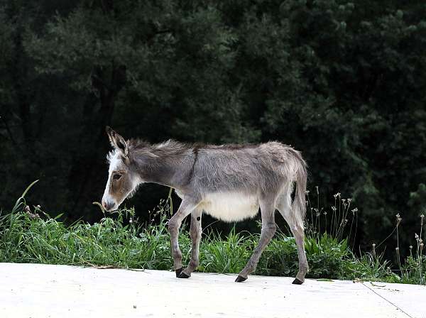 white-donkey