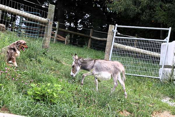 grey-white-donkey