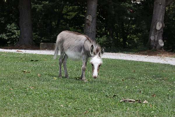 kid-safe-donkey