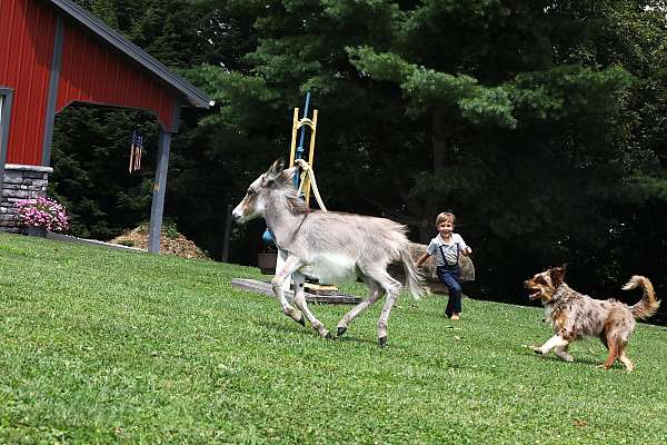 grey-donkey-filly