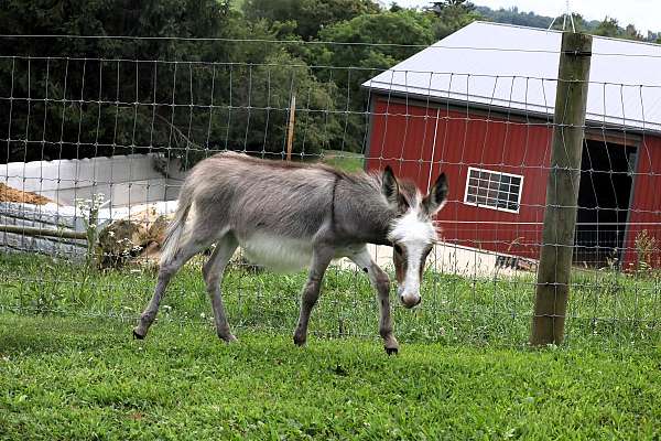 grey-kid-safe-donkey