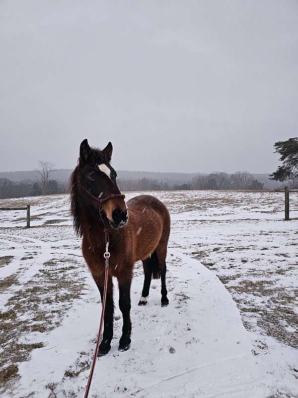 all-around-mustang-pony