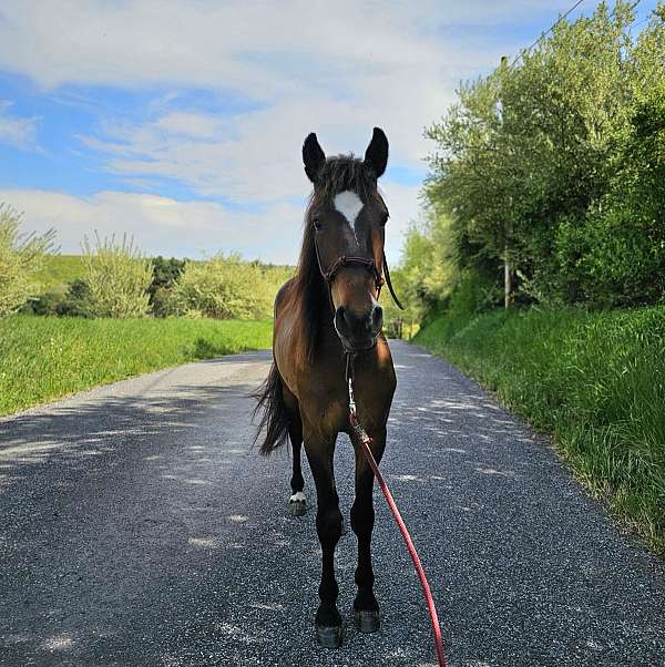 bareback-mustang-pony