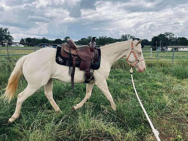 perlino-apha-yearling