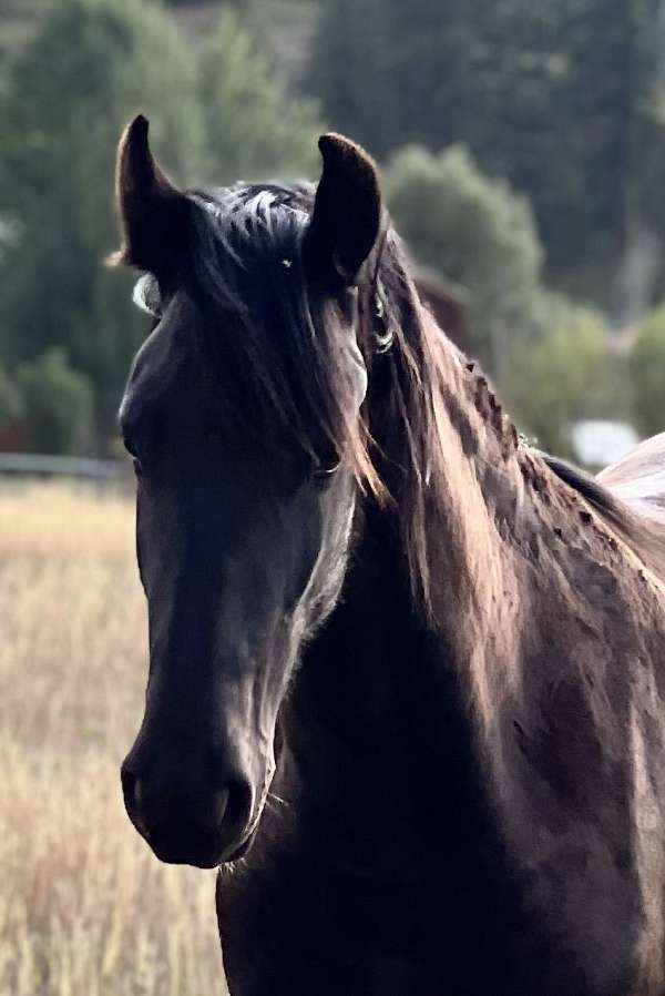 friesian-filly