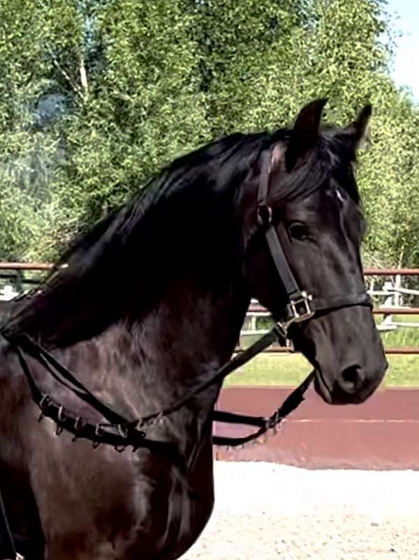 friesian-horse-for-sale