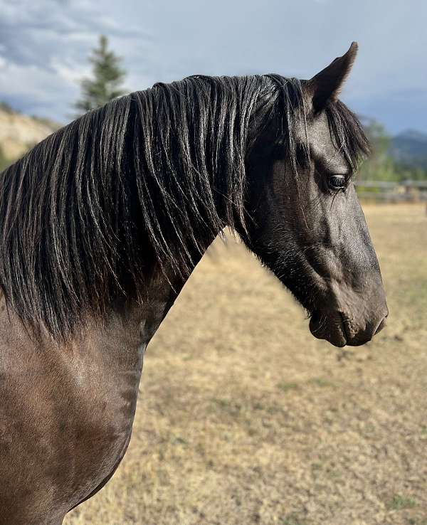 friesian-horse