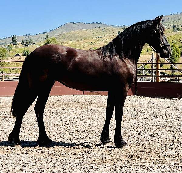 friesian