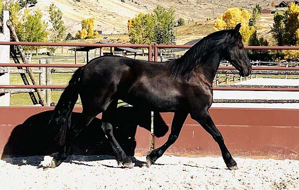 friesian-filly