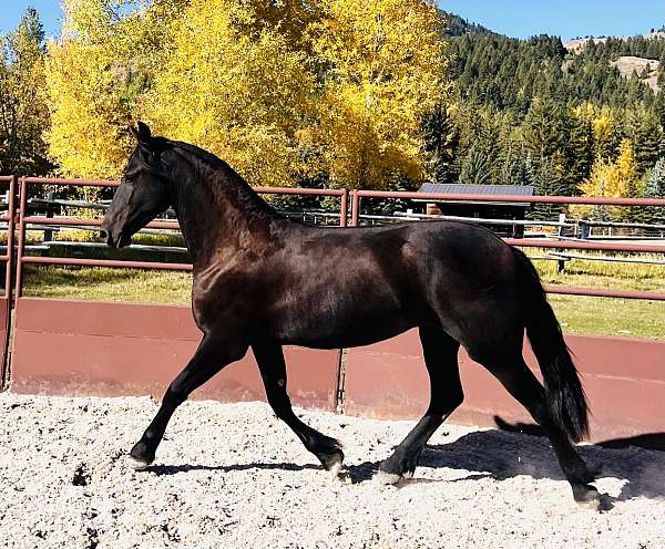 friesian-horse