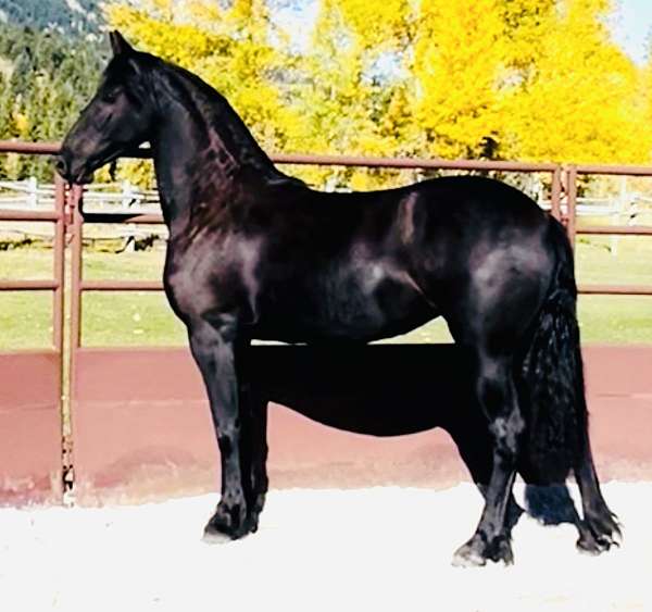 friesian