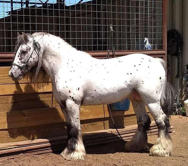 leopard-appaloosa-stallion