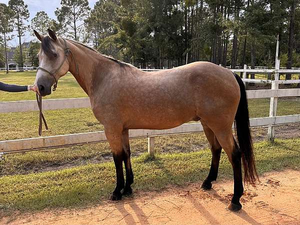 trail-riding-quarter-horse