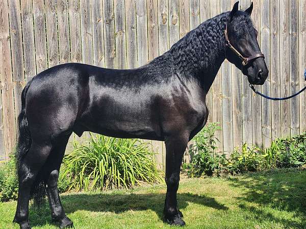 experienced-friesian-hackney-horse