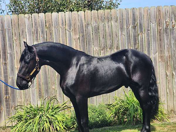 stallion-friesian-hackney-horse