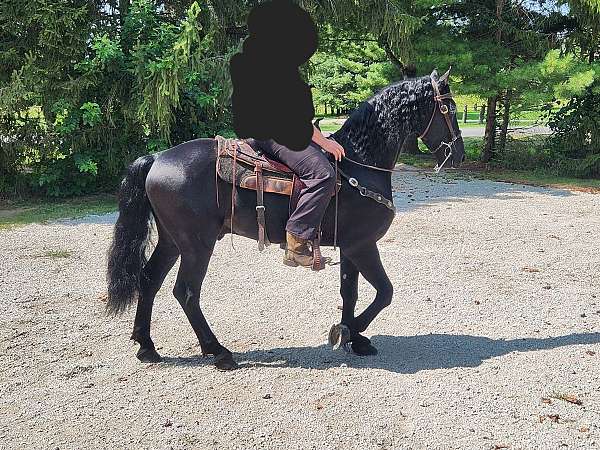 friesian-hackney-horse