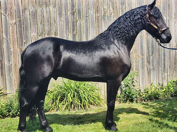 black-friesian-stallion