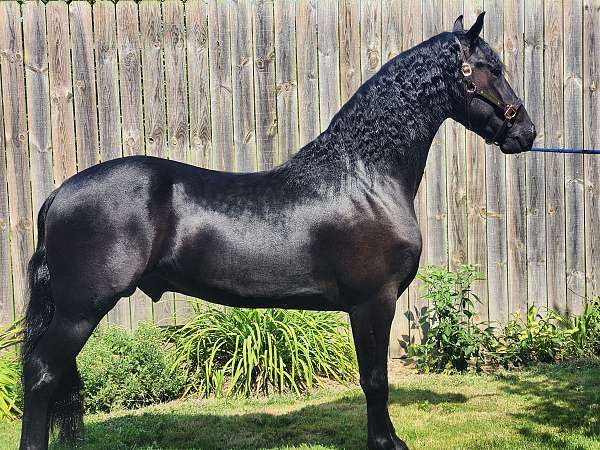 athletic-friesian-horse