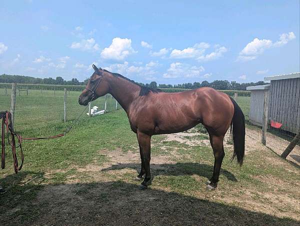 finished-started-under-saddle-filly