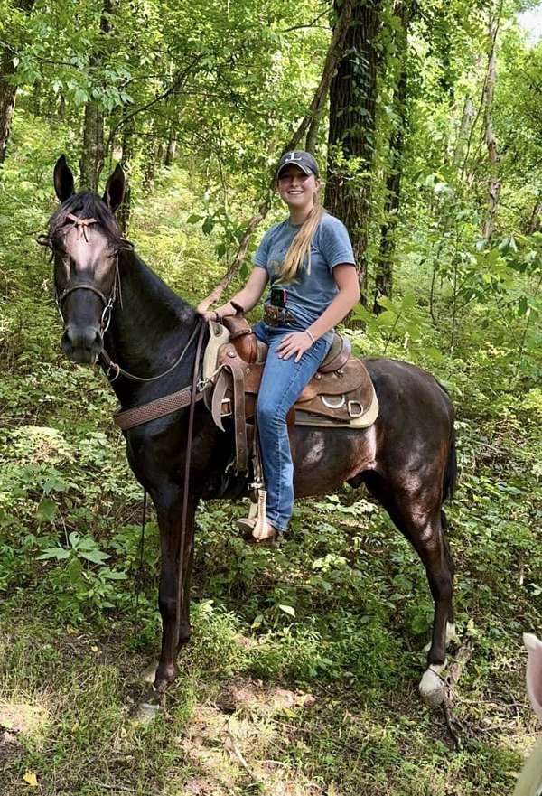 black-hind-white-fetlocks-horse