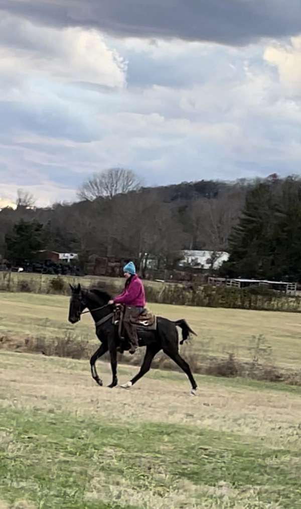 any-rider-tennessee-walking-horse