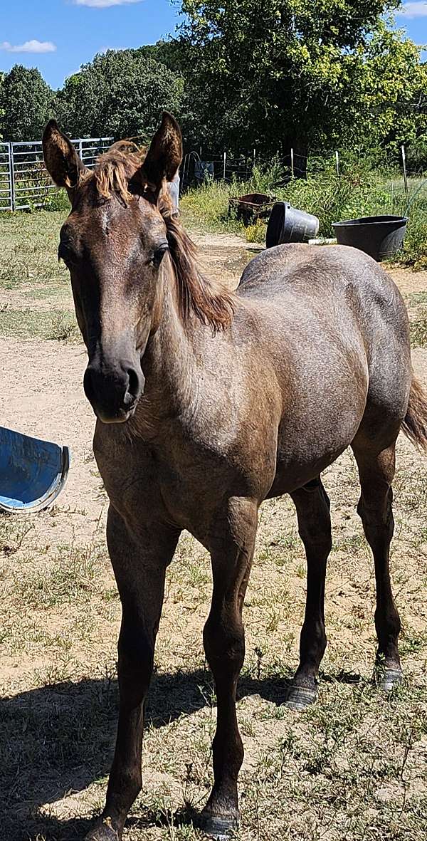 bay-roan-cross-stallion-horse