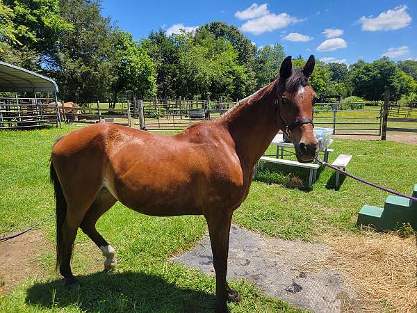 bay-half-arabian-mare