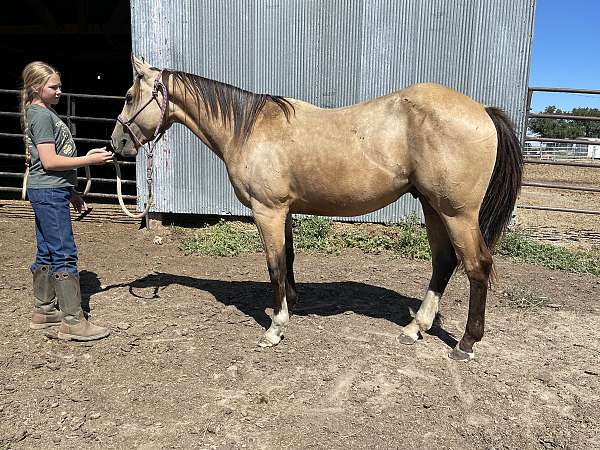 athletic-halter-gelding