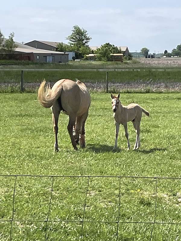 quarter-horse-colt