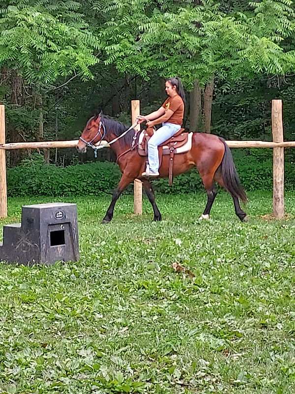 all-around-mustang-horse