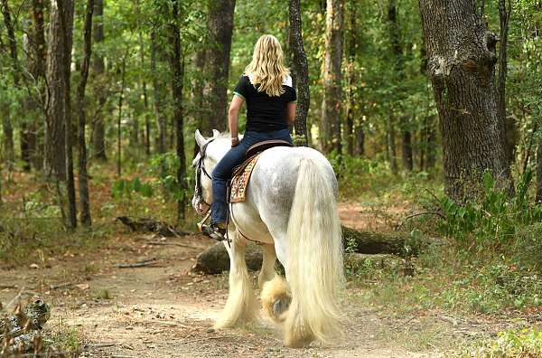 gypsy-vanner-horse