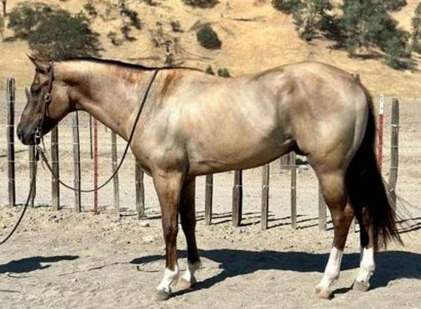 horsesforsale-horseforsale-quarter-horse