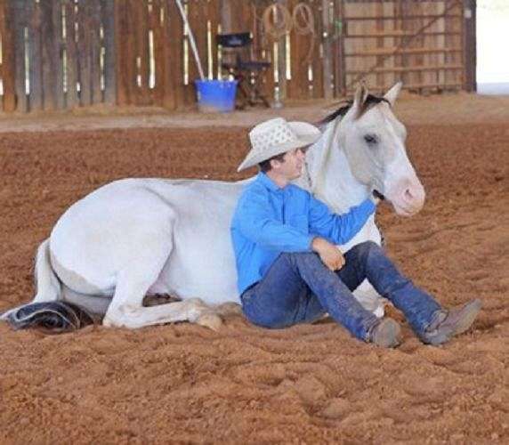 horsesforsale-paint-horse