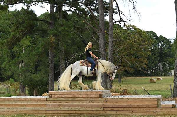 gelding-gypsy-vanner-horse