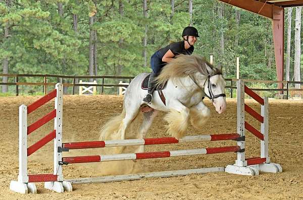 bombproof-gypsy-vanner-horse