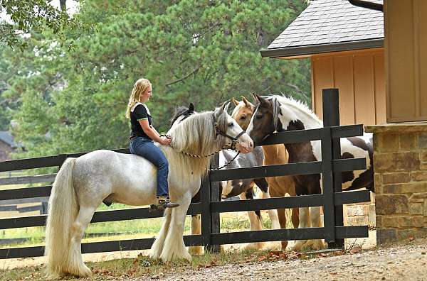 family-gypsy-vanner-horse