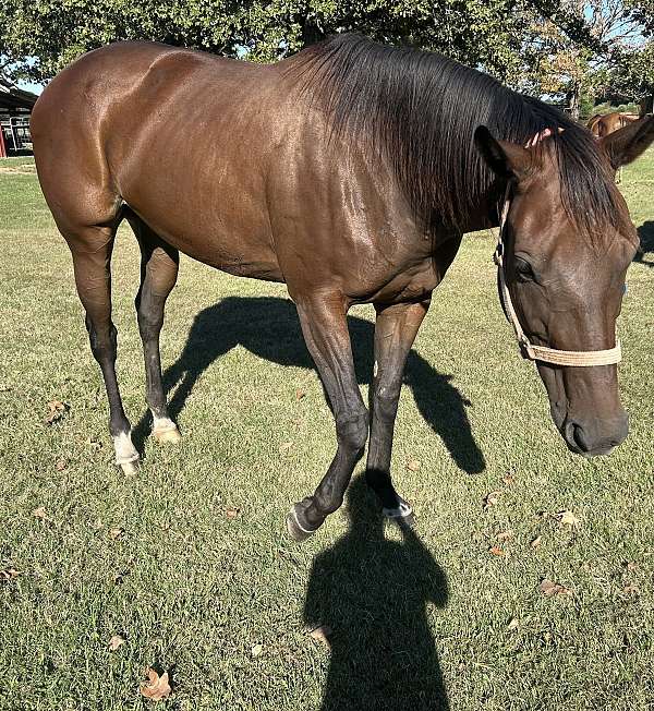 roping-prospect-thoroughbred-horse