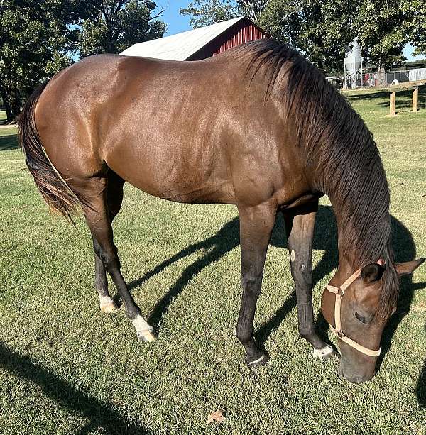 kentucky-bred-mare