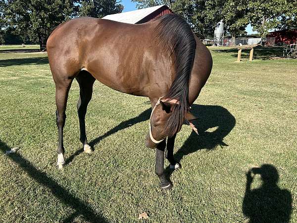 barrel-horse-thoroughbred