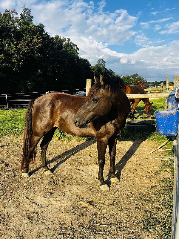 companion-icelandic-pony